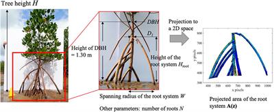 Parameterization of Mangrove Root Structure of Rhizophora stylosa in Coastal Hydrodynamic Model